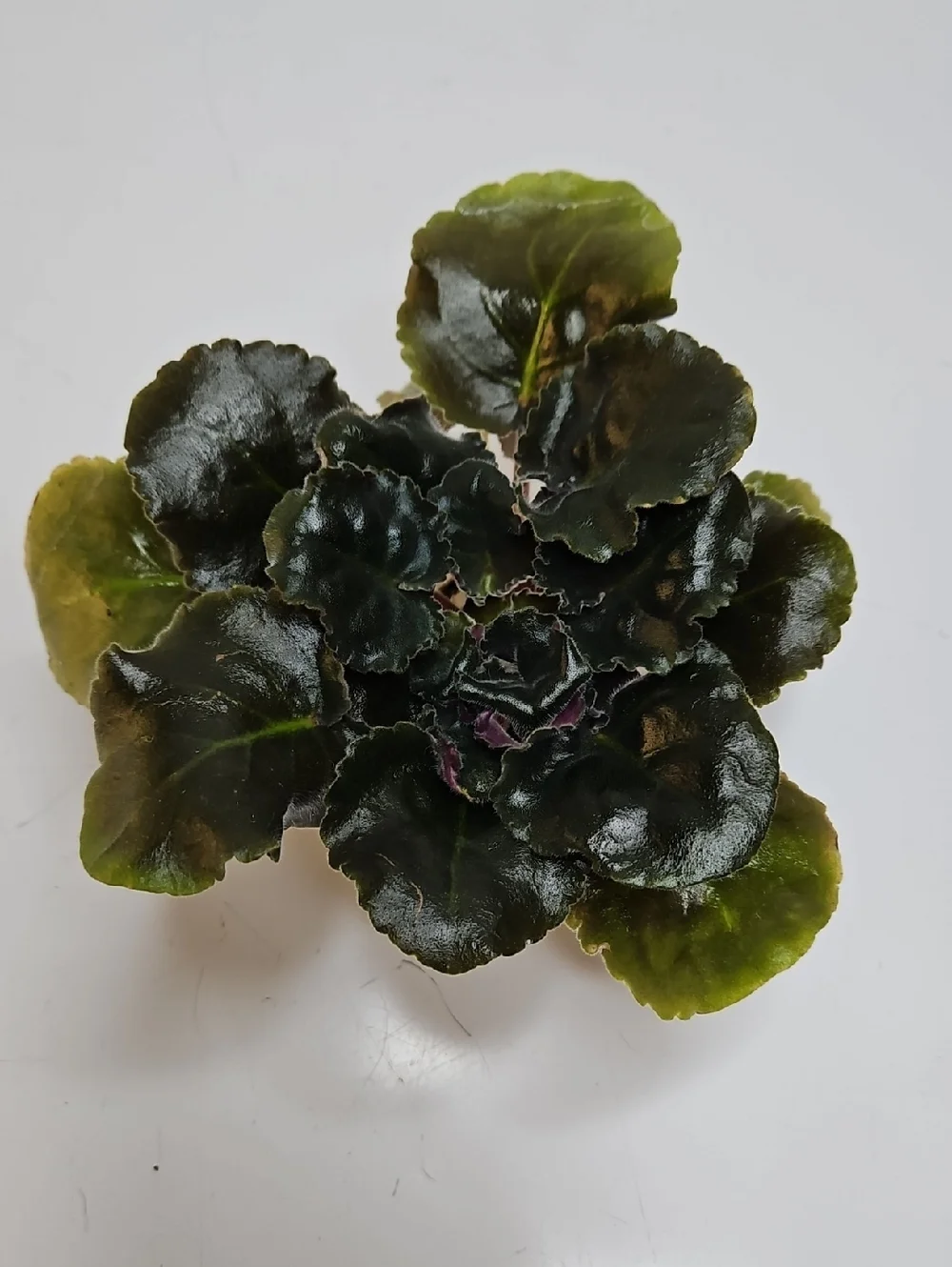AB AUTUMN FOREST Standard African Violet